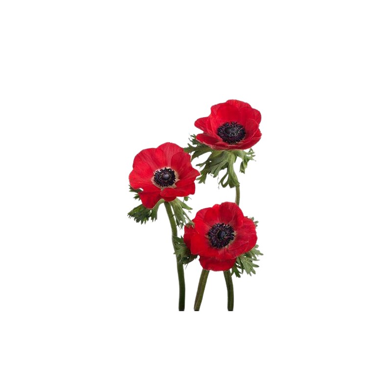 Anemone Mistral Red punane