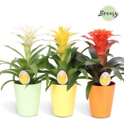 Guzmania mix keraamikas 13cm