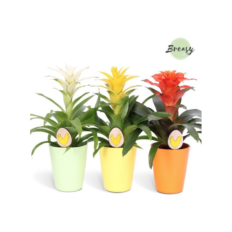 Guzmania mix keraamikas 13cm