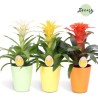 Guzmania mix keraamikas 13cm