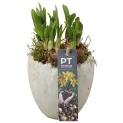 Nartsiss potis Tete a Tete 11cm