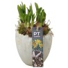 Nartsiss potis Tete a Tete 11cm