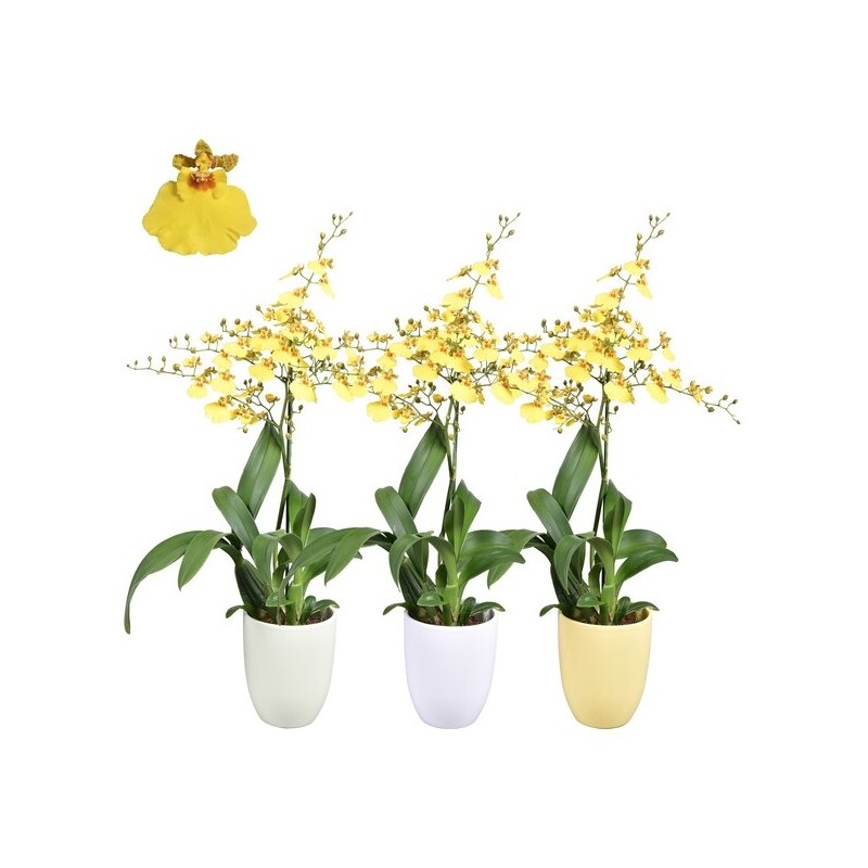 Oncidium keraamikas 14/55 1 tüvi kollane