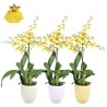 Oncidium keraamikas 14/55 1 tüvi kollane