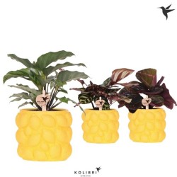 Calathea mix 9/24