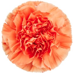 Nelk Hermes Orange oranž