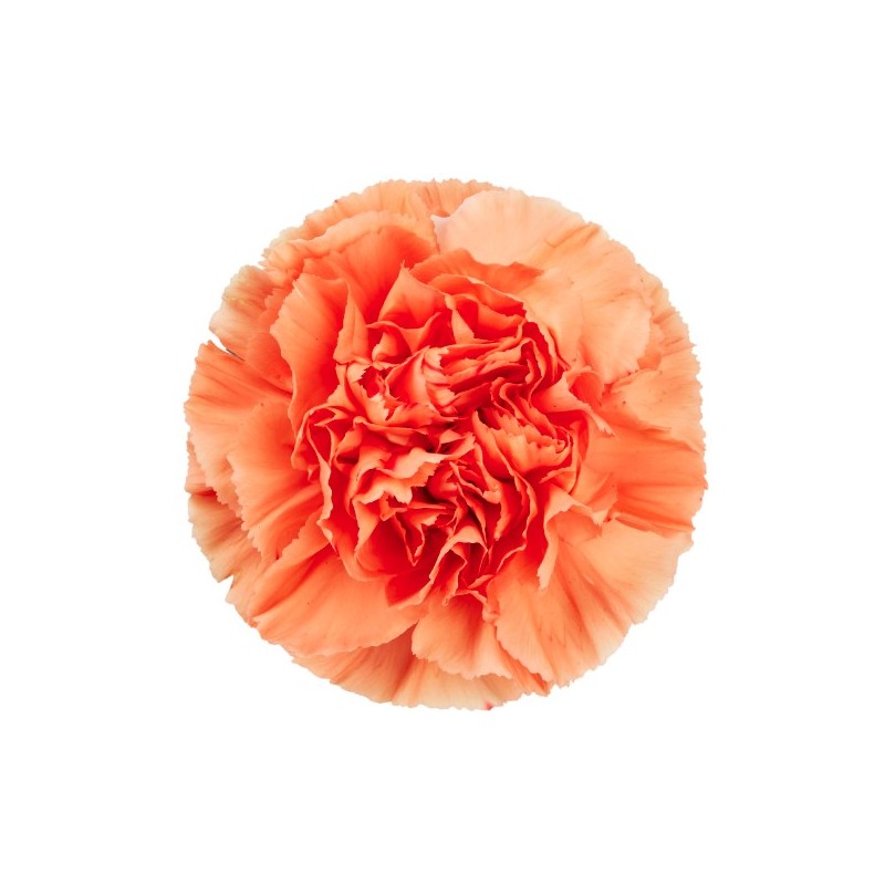 Nelk Hermes Orange oranž