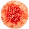 Nelk Hermes Orange oranž