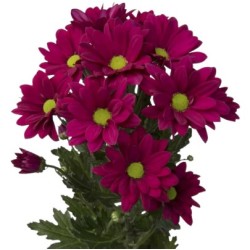 Krüs.Purple Star lilla