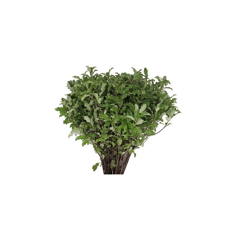 Pittosporum Tenuifolium 200g