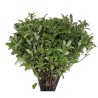 Pittosporum Tenuifolium 200g