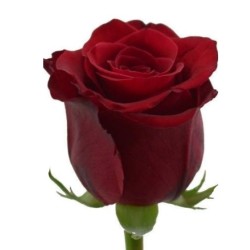 Roos Red Naomi 50cm punane