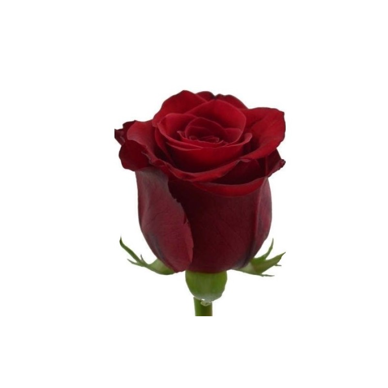 Roos Red Naomi 50cm punane