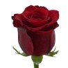 Roos Red Naomi 50cm punane