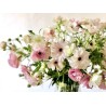 Ranunculus Butterfly mix