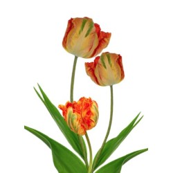 Tulp Avignon Parrot (Prantsusmaa) 50+cm kirju