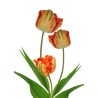 Tulp Avignon Parrot (Prantsusmaa) 50+cm kirju