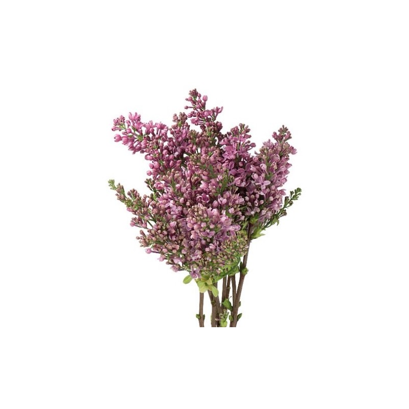 Sirel Dark Koster 60cm lilla