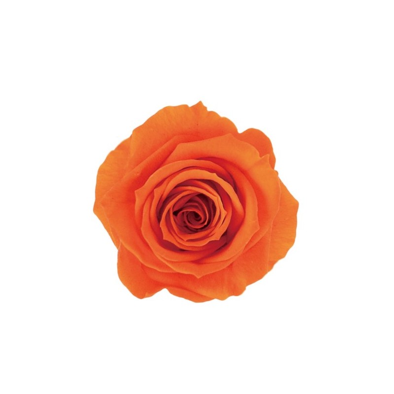 Roos Orange only EQ 50cm oranž