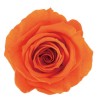 Roos Orange only EQ 50cm oranž