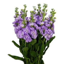 Matthiola lilla (levkoi)
