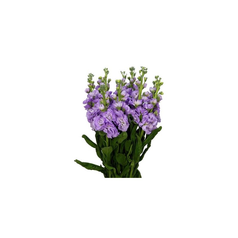 Matthiola lilla (levkoi)
