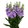 Matthiola lavendel (levkoi)