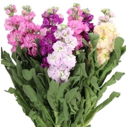 Matthiola 60cm mix