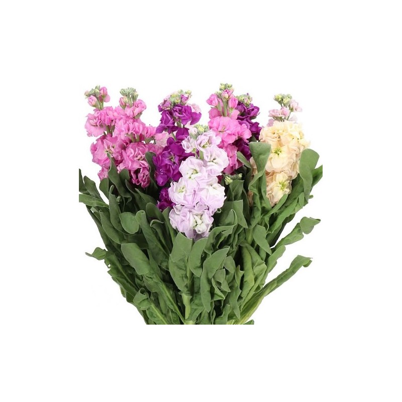 Matthiola 60cm mix