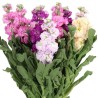 Matthiola 60cm mix