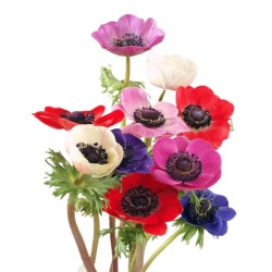 Anemone Mistral mix Itaalia
