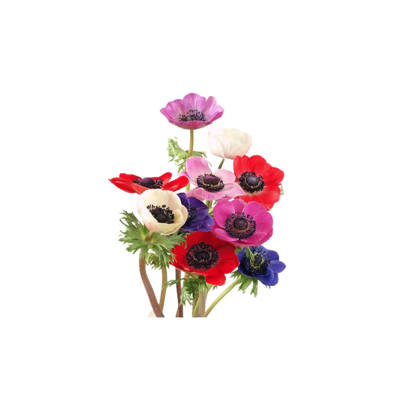 Anemone Mistral mix Itaalia