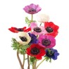 Anemone Mistral mix Itaalia