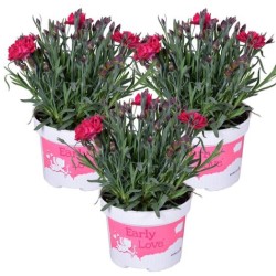Dianthus mix 12/20
