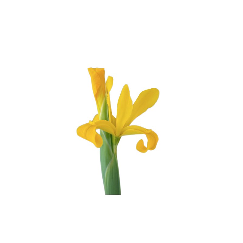 Iiris Apollo kollane