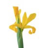 Iiris Apollo kollane