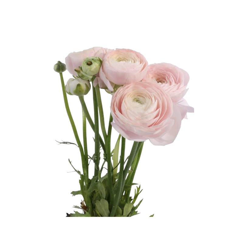 Ranunculus Cloni roosa