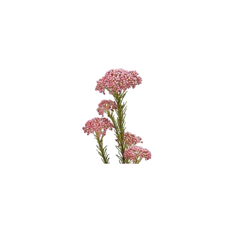 OZOTHAMNUS (RICE FLOWER) 200gr heleroosa ITAALIA