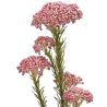 OZOTHAMNUS (RICE FLOWER) 200gr heleroosa ITAALIA