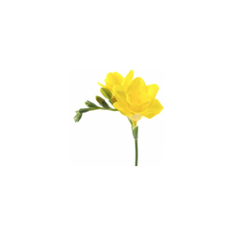 Freesia Soleil 50cm kollane