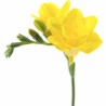 Freesia Soleil 50cm kollane