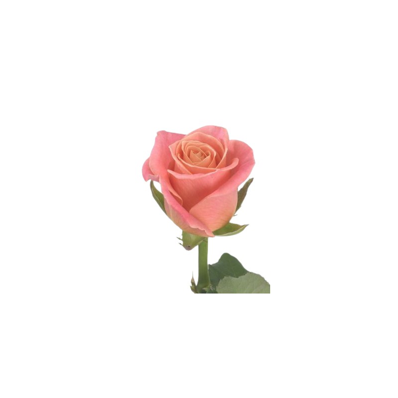 Roos Miss Piggy+ 50cm  salmon/rooosa