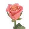 Roos Miss Piggy+ 50cm  salmon/rooosa