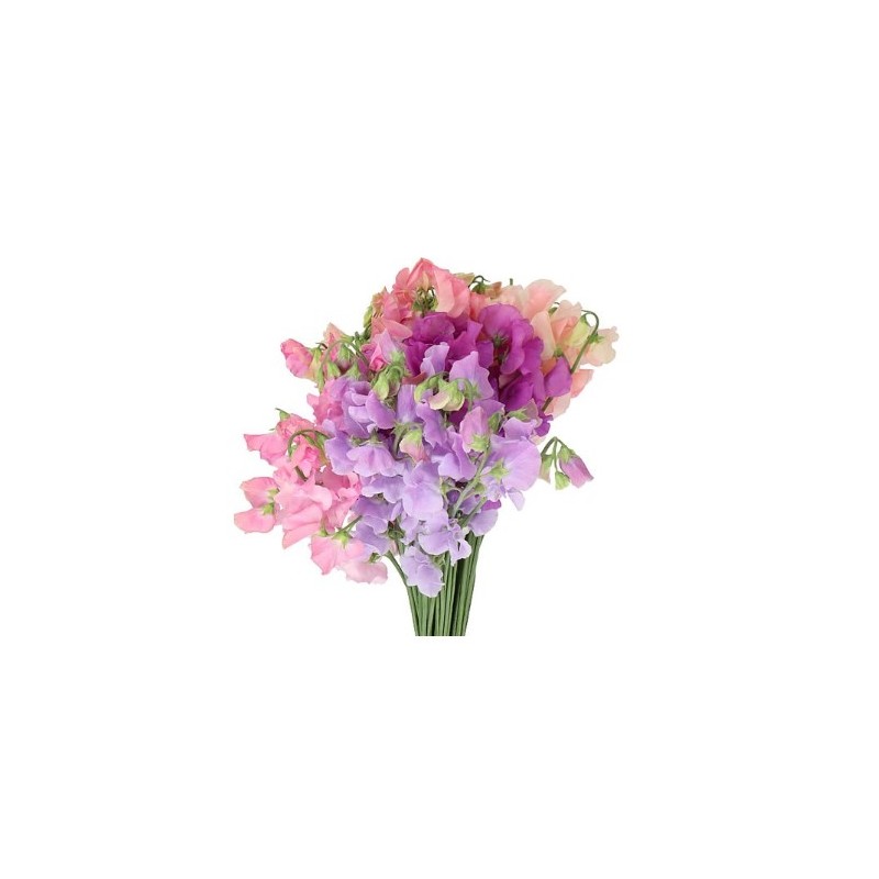 Lathyrus(Lillehernes) mix 35+cm
