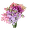 Lathyrus(Lillehernes) mix 35+cm