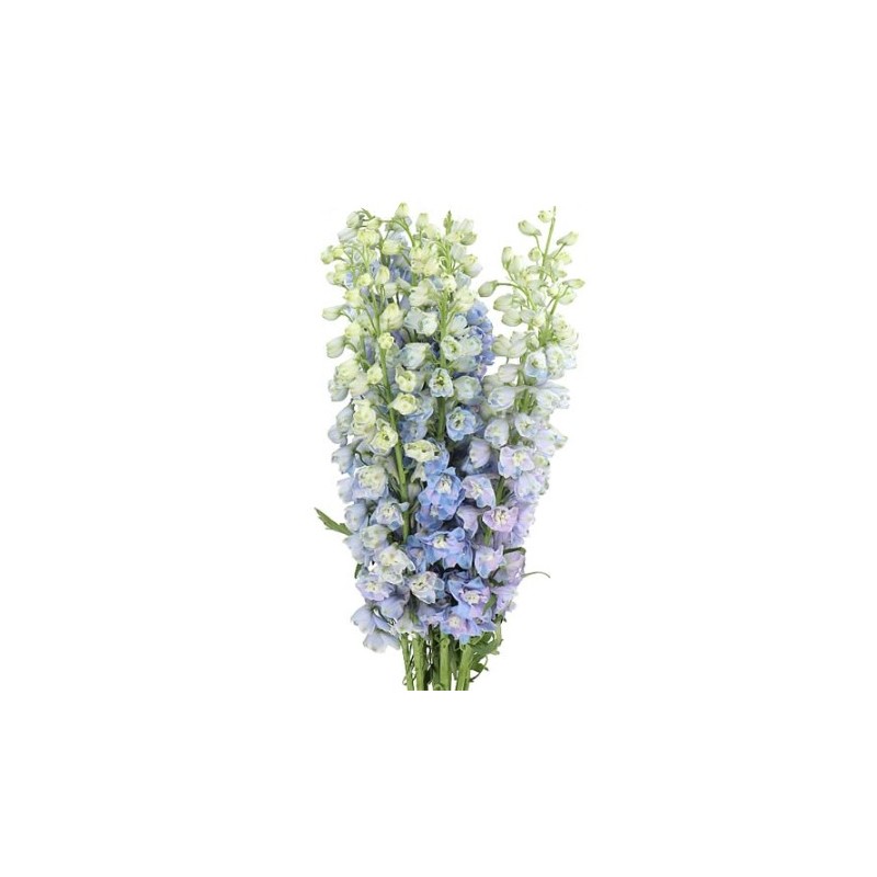 Delphinium Guardian Lavender 60cm helelilla