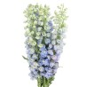 Delphinium Guardian Lavender 60cm helelilla
