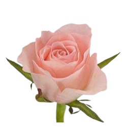 Roos Yvonne 40cm roosa/kreem