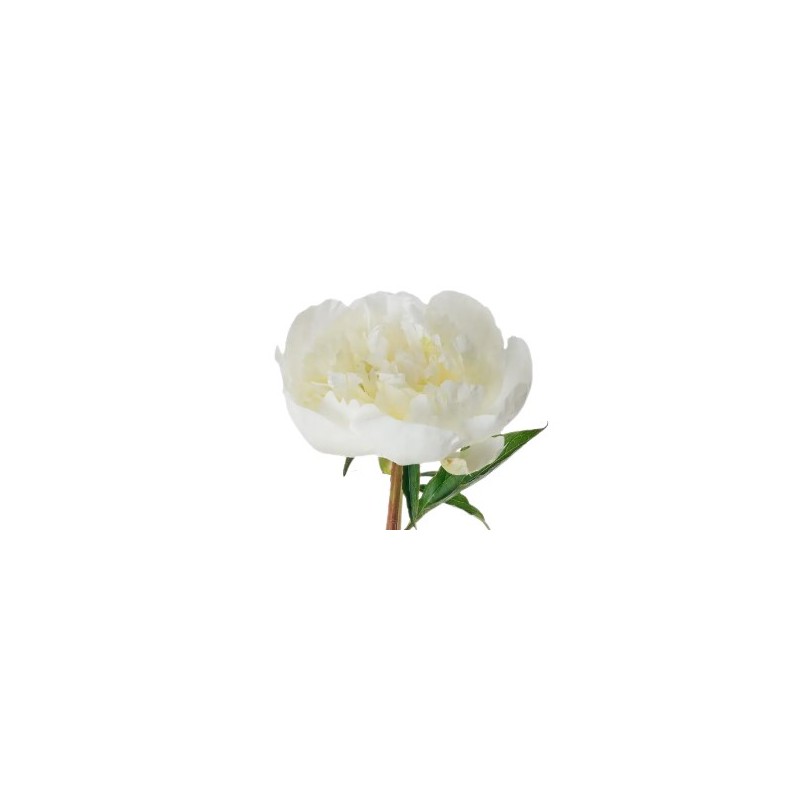 Pojeng Duchesse de Nemours valge