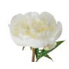 Pojeng Duchesse de Nemours valge